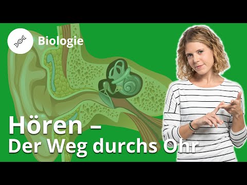 Hören: Der Weg durchs Ohr – Biologie | Duden Learnattack