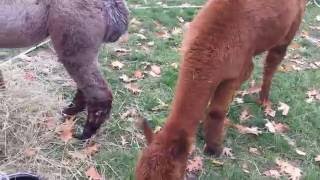 Vincent Liou - Good Energy (Official Video)