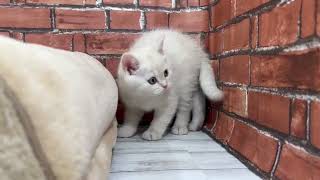 マンチカンの動画01