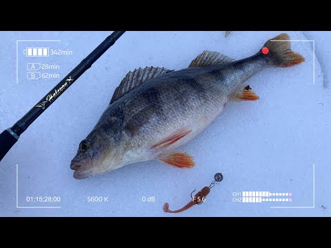 HALX-822LL 2-14 грамм