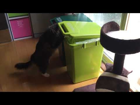 Cats surveying the garbage can