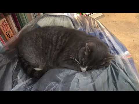 Cat Sleeps On Plastic Bag!