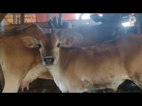 Leite fresco tirado da vaquinha#ElisamaBezerra