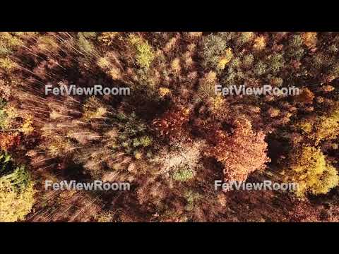 Aerial vertical shot: Autumn mixed forest.