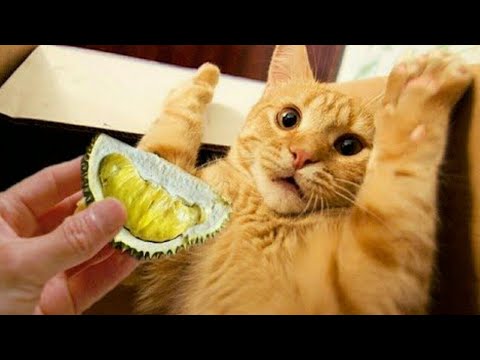 Funny cats/ Try not to laugh 2021/part 2
