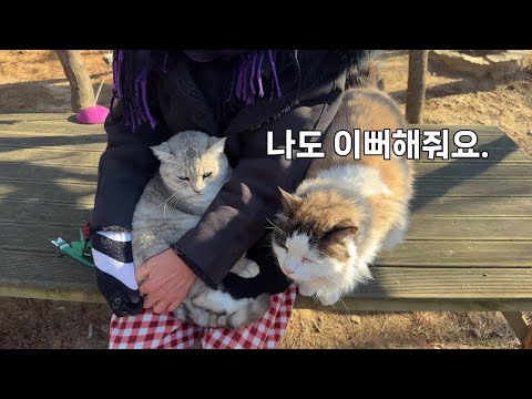 긴장감이 감도는 살벌한 산골짜기….고양이들아 멈춰!!