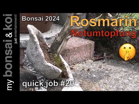Bonsai 2024-47 - quick job #22 - Rosmarin - Notumtopfung oder "Einer flog von der Mauer"