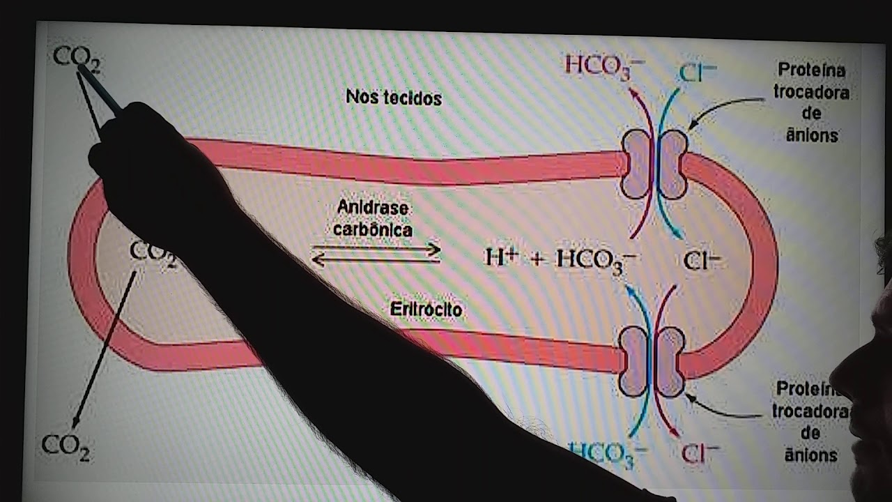 Sistema tampão bicarbonato e fosfato. Parte 2