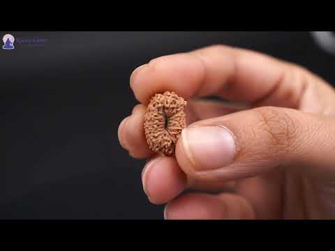 Rudraksha Product Image