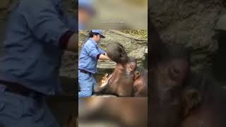 Quando o instinto falha a natureza cobra caro, Parte 2 #curiosidades #bichos #animais