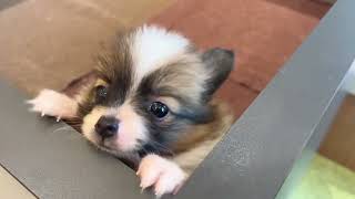 ハーフ犬の動画01