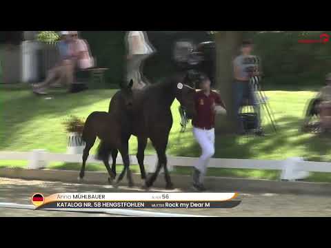 Wunderschönes Hengstfohlen von Gut Wettlkam's Feliciano