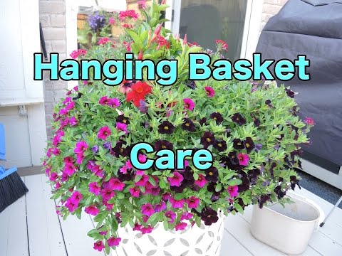 download lagu mp3 mp4 Zinnia Hanging Basket, download lagu Zinnia Hanging Basket gratis, unduh video klip Zinnia Hanging Basket