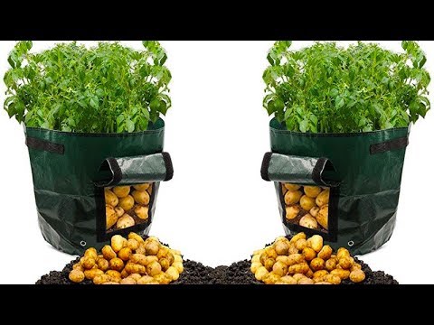 , title : 'هذه طريقة زراعة طن من البطاطس في كيس قمامة'