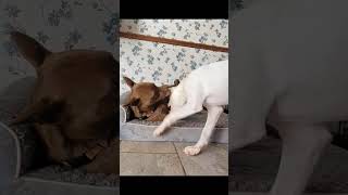 Video preview image #1 American Staffordshire Terrier-Unknown Mix Puppy For Sale in Arlington, VA, USA