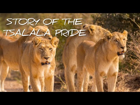 Tsalala Lion Pride - Incredible Life Story