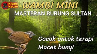 Download lagu BURUNG WAMBI MINI(Tiuemi Hwamei)Masteran murai trotol dan terapi macet bunyi mp3 Download lagu BURUNG WAMBI MINI(Tiuemi Hwamei)Masteran murai trotol dan terapi macet bunyi mp3