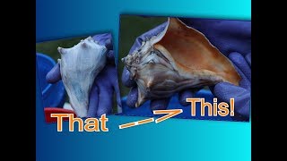 Tutorial Tuesday Ep 2: Shell Cleaning Technique - Learn How to Bring out Colors in Shell!