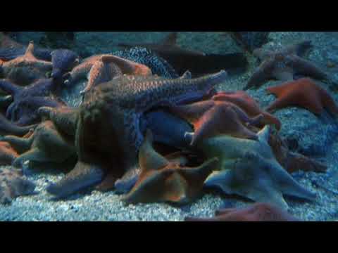 Echinoderms - Sea Star Time-lapse, Eating Dead Fish