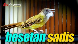 Download lagu CUCAK JENGGOT GACOR BESET RAPET PEDES GURIH mp3 Download lagu CUCAK JENGGOT GACOR BESET RAPET PEDES GURIH mp3