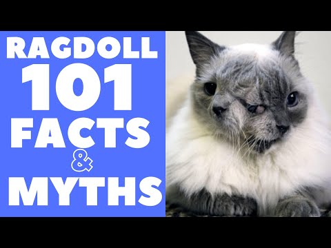 Ragdoll Cats 101 : Fun Facts & Myths