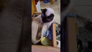 Filou &amp; Susi💚💜 Playtime&amp;Filous&#39;s new&amp;cosy place😎❗Never let cats play with wool without supervising