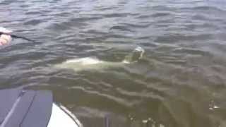 preview picture of video 'April Chokoloskee tarpon report - Capt. Kevin Mihailoff'
