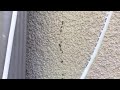 Acrobat Ants Swarming On Home in Highlands, NJ