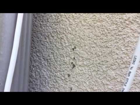 Acrobat Ants Swarming On Home in Highlands, NJ