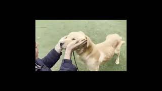 Video preview image #1 Golden Retriever Puppy For Sale in Seattle, WA, USA