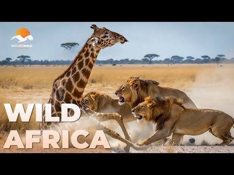 WILD AFRICA | Mapogo Lions: The Six Who Ruled #AnimalDocumentary | Wildlife Documentary