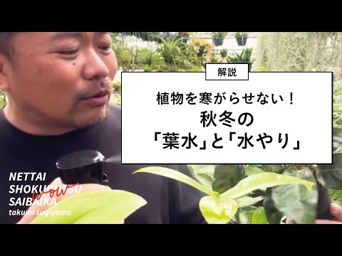 羽状脈のある葉