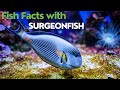 The Fascinating World of Surgeonfish: A Short Documentary