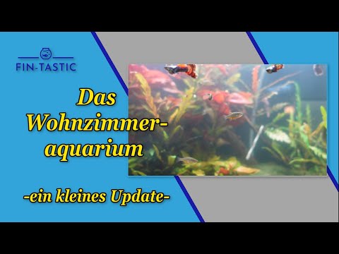 Das Wohnzimmeraquarium - ein kleines Update -