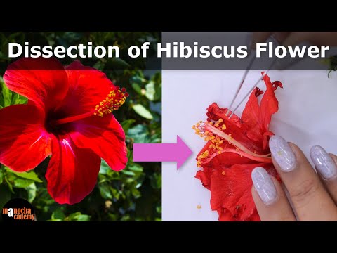 Dissection of Hibiscus Flower | Parts of a Flower