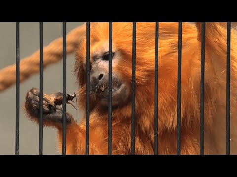 ブラックフェイスライオンタマリンについて詳しく解説