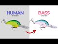 Bass color vision. You may be very surprised how bass see the colors of our lures! How Bass see lure