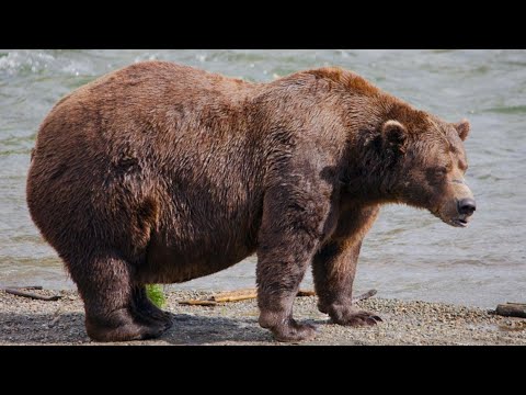 Chunk finally crowned Fat Bear Week champion after years as runner-up - YouTube