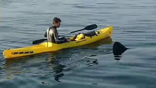 UK Shark is bigger than a Great White - Sharks - BBC