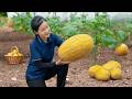 Harvest Epic Melons Exotic Passion Fruit To Market Lila S Rural Life