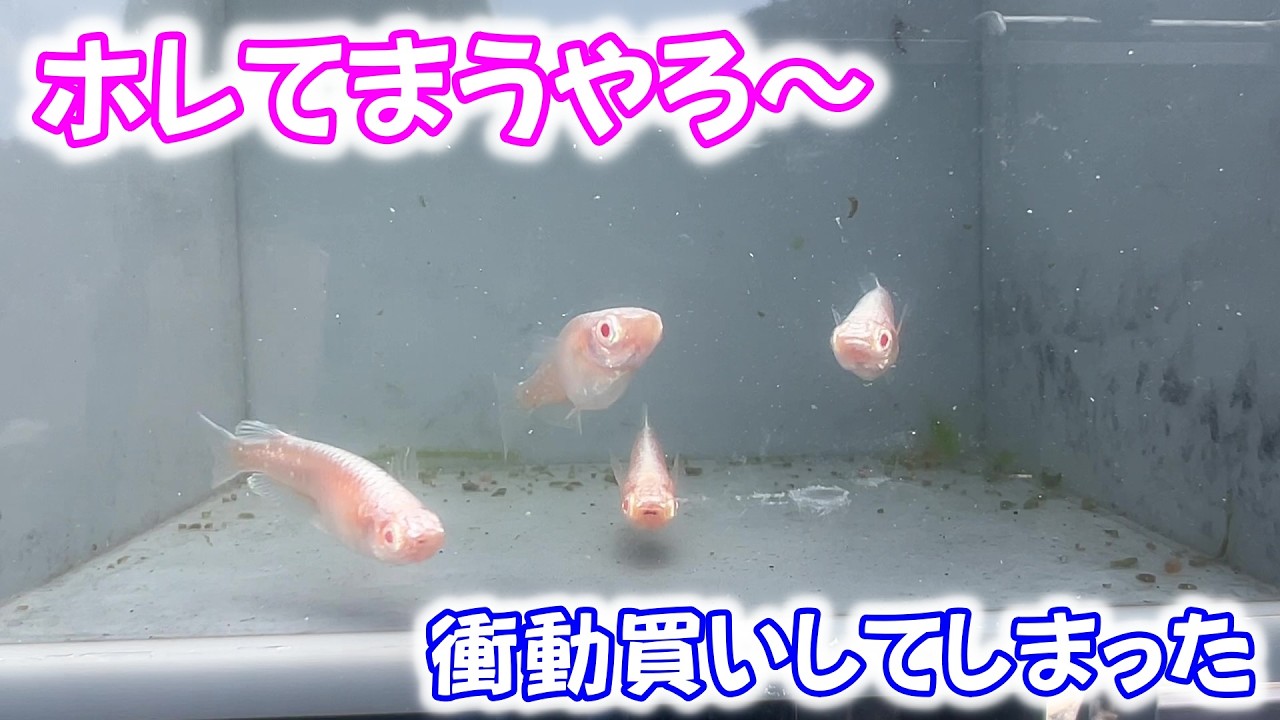 【めだか】イベントでメダカを見れるのは良いけど・・・買ってまうやろ～。Ｂ型おやじ　2026年　3月　31日　投稿