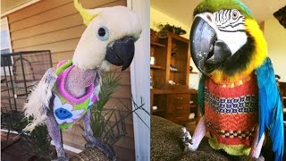 How to Solve Feather Plucking in Parrots?