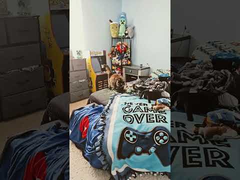 ember #emberthecat #cat