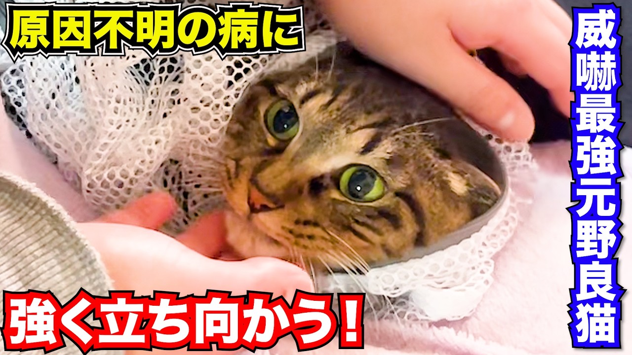 威嚇最強元野良猫シンバ原因不明の病に強く立ち向かう! #あにまるほんぽ #猫 #保護猫 #cat