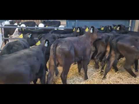 10 Quality Aberdeen Angus bull sucks for sale - Image 2