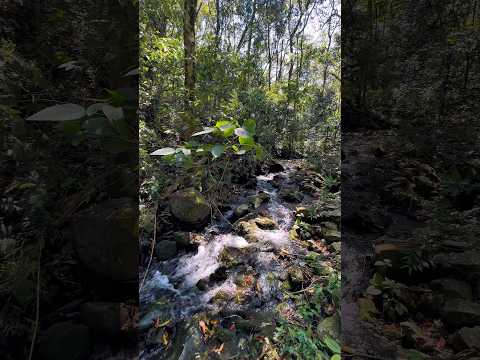 SANTA CATARINA SÍTIO A VENDA CASARÃO RIACHO NATUREZA FRUTAS R$675MIL