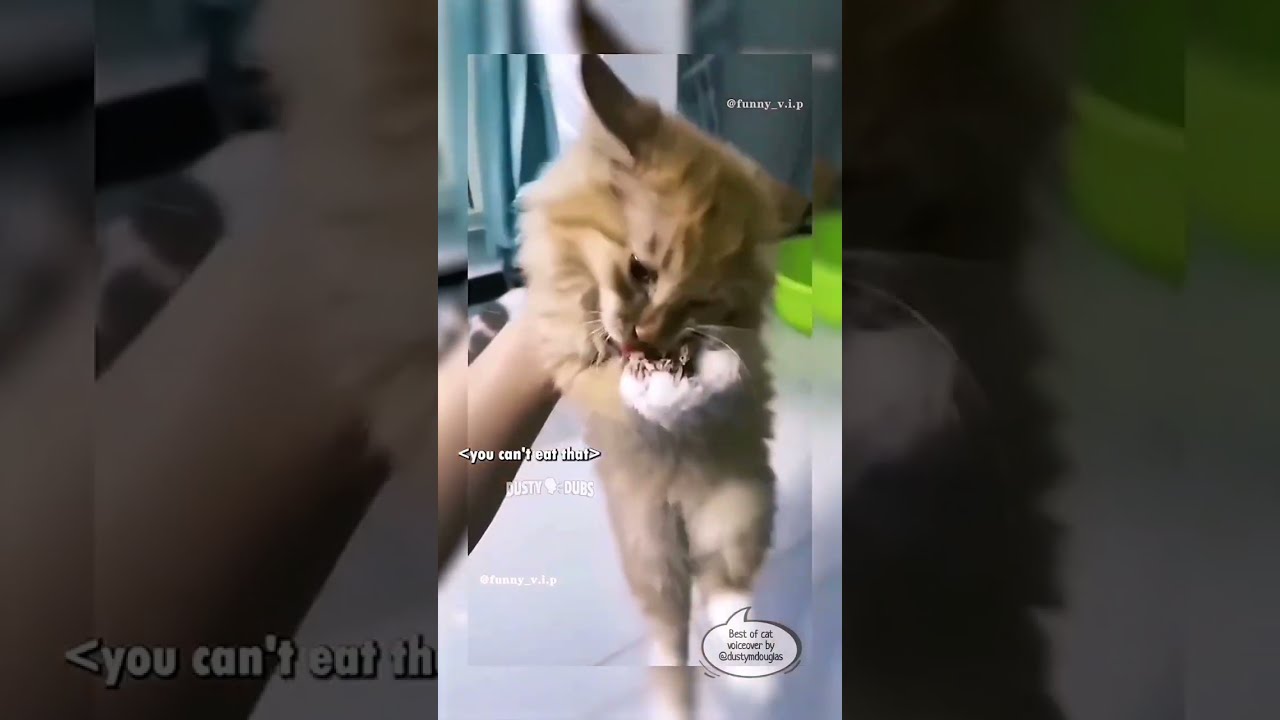 FAN MADE Dusty🗣Dubs Cat Compilation 1