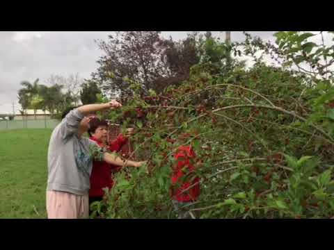 Mulberry harvest 2018.