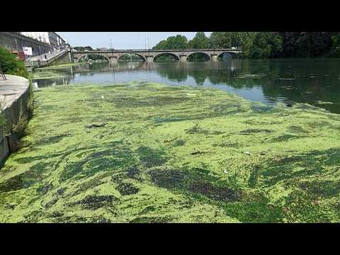 Video Thumbnail: Po river choked by algae bloom as Italy battles heat and navigability woes