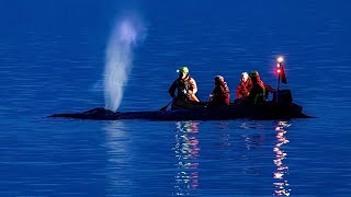 Se desvanecen las esperanzas, intentan reflotar a una ballena jorobada varada en el Báltico alemán